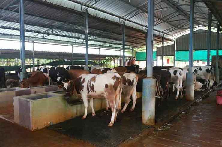 A dairy farm in India