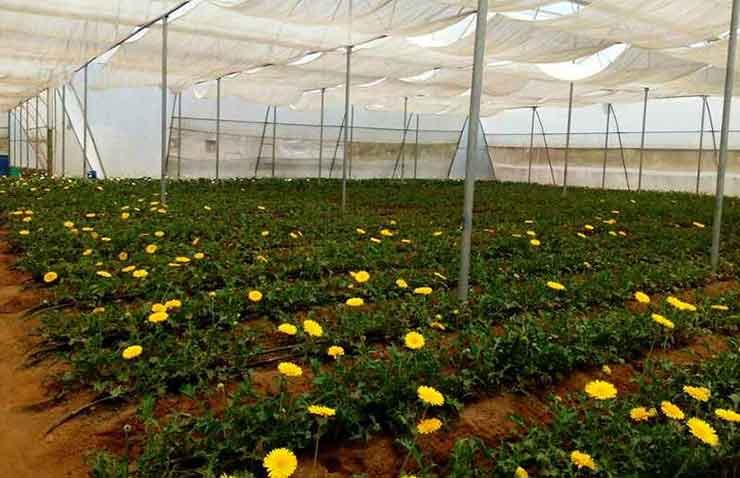 Gerbera flower cultivation in greenhouse