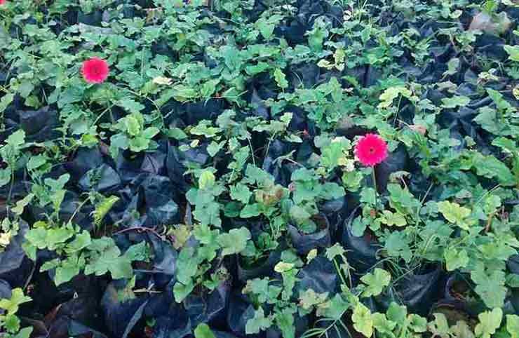 Gerbera plants