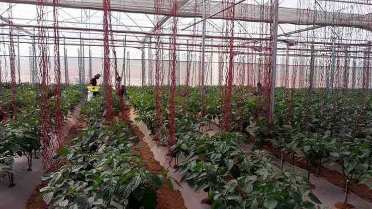 Capsicum farming in polyhouse