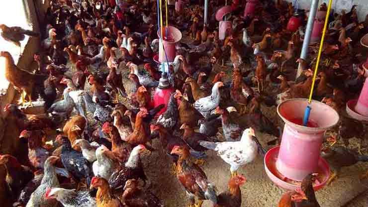 Country chicken farm