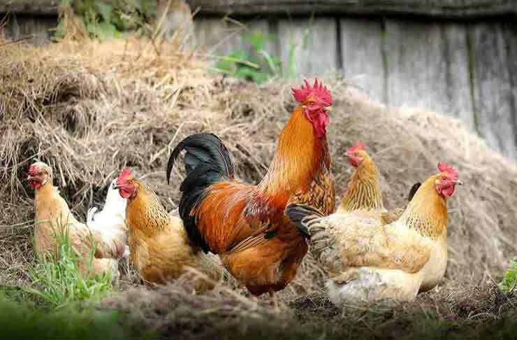 Country Chicken Farming