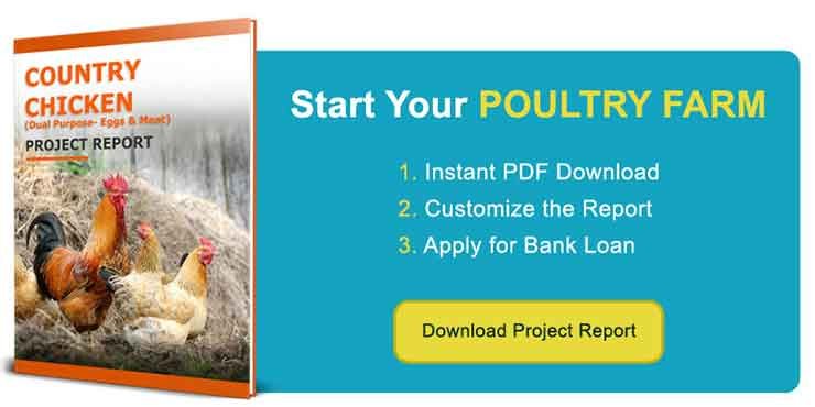 Download Country Chicken Project Report