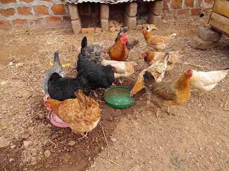 Country chicken or desi murgi