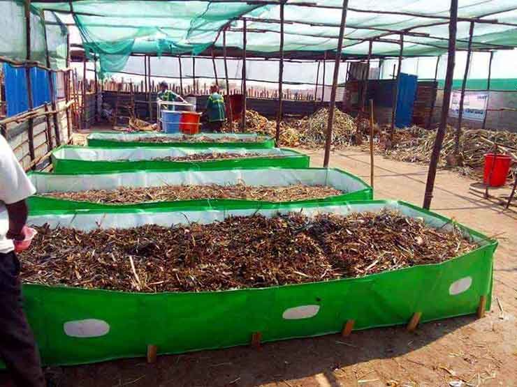 Vermicomposting in polythene bags