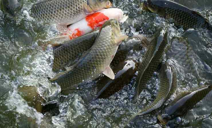 Fish rearing in pond