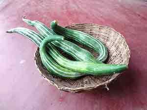 Snake gourd cultivation