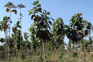 A teak plantation