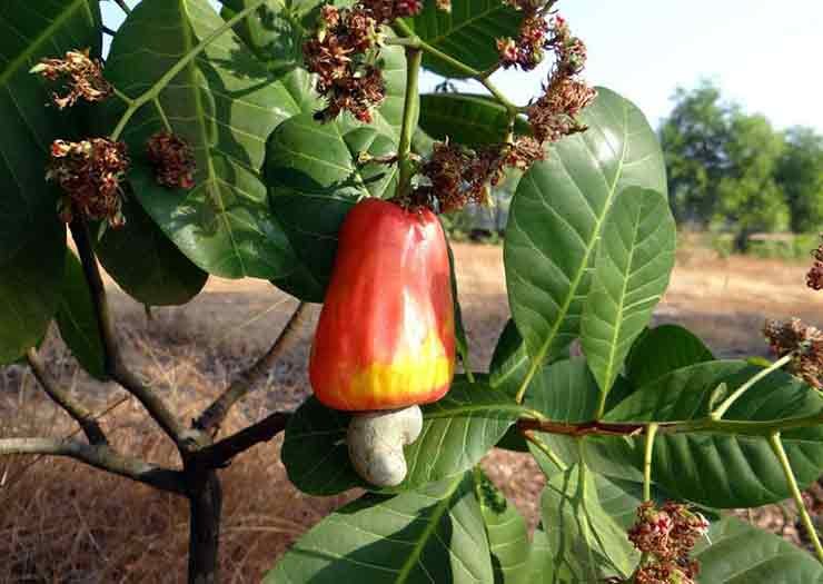 Cashew plantation