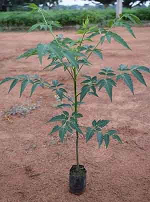 Melia dubia tree