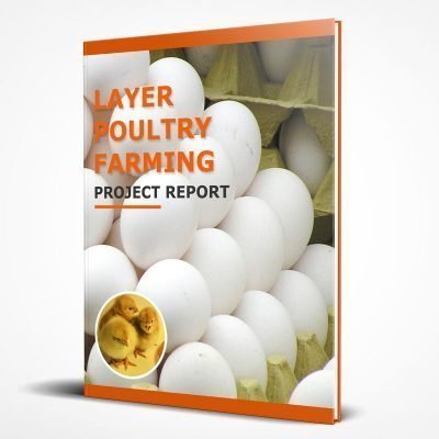 Layer poultry farming project report PDF