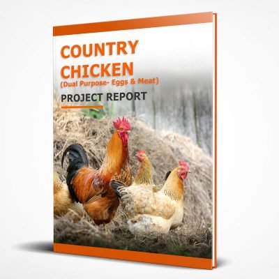 Country chicken farm project report