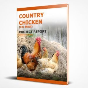 Country chicken farming project report (meat purpose)
