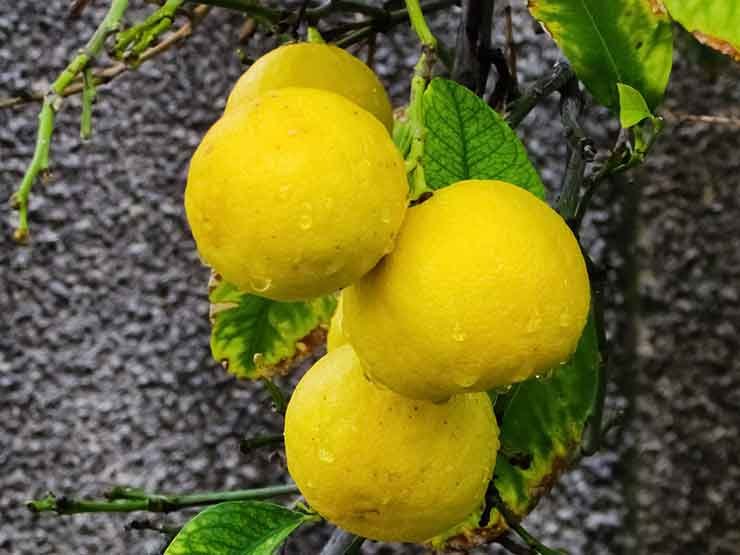 Acid lime cultivation in India