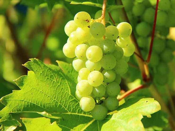 Grapes
