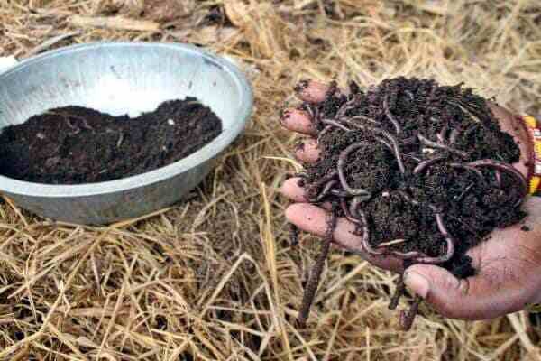 Vermicomposting